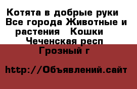 Котята в добрые руки - Все города Животные и растения » Кошки   . Чеченская респ.,Грозный г.